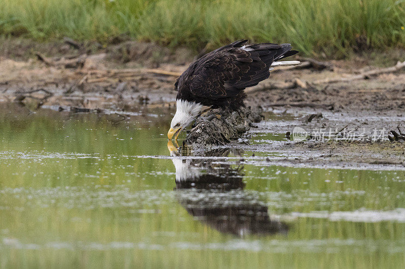 白头haliaeetus leucocephalus，白头haliaeetus，阿拉斯加的饮用水。美国的国鸟。